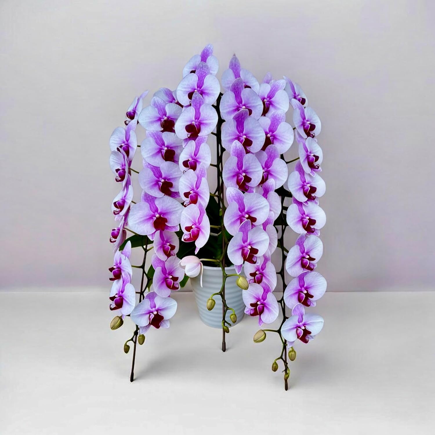 特美球】グリセオビオラセア 栗星玉 自根苗 鉢ごと発送 国内繁殖苗